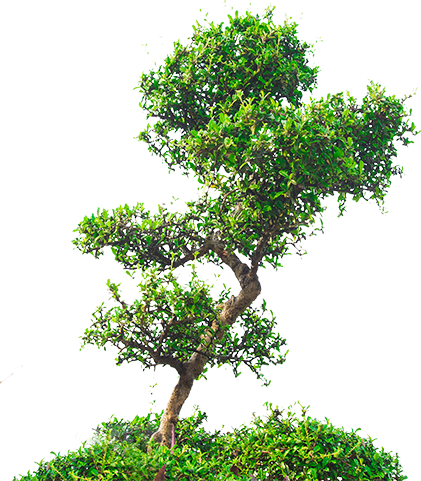tree-1
